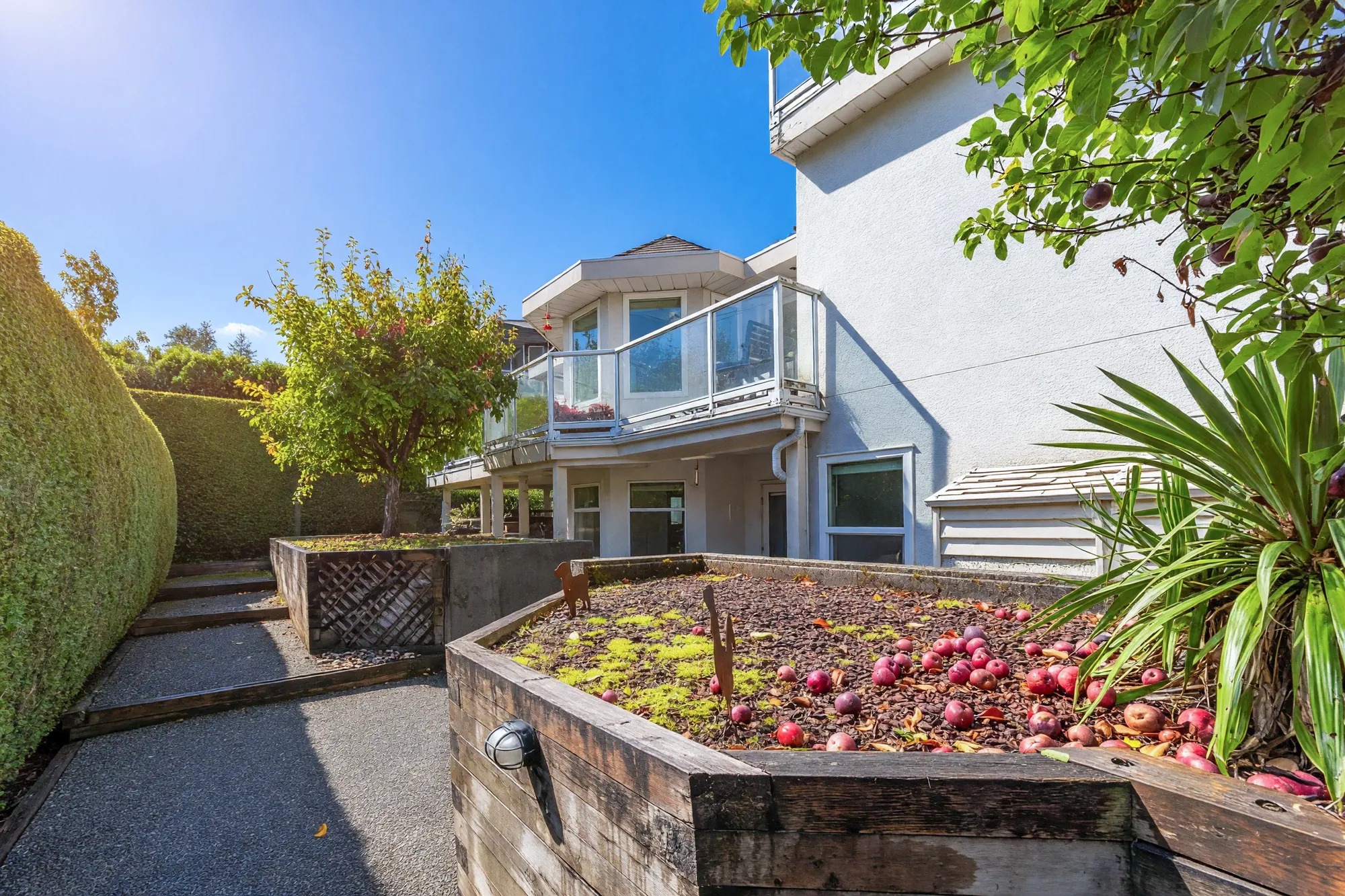 The back garden: a raised timber bed with fallen apples, a paved path, clipped hedges, the house and its balconies beyond